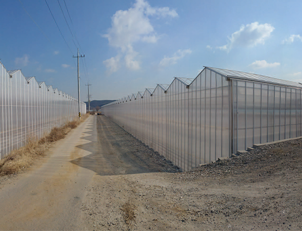 construction greenhouse(plastic, glass type)