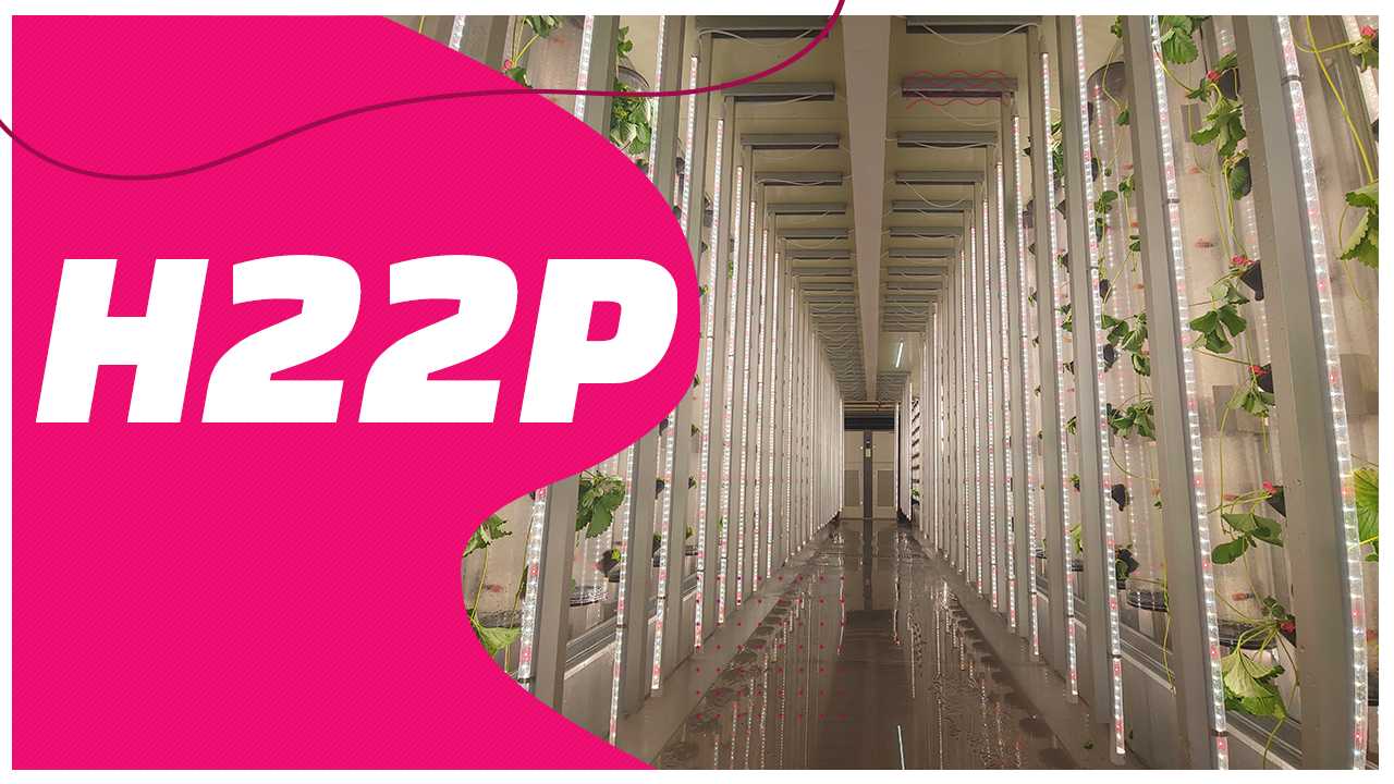 식물 재배용 LED 조명 H22P